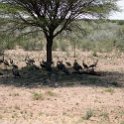 BWA GHA Ghanzi 2016NOV30 TrailBlazers 032  Vultures on a carcass. : 2016, 2016 - African Adventures, Africa, Botswana, Date, Ghanzi, Month, November, Places, Southern, Trail Blazers Camp, Trips, Year